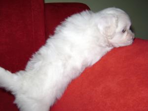 vand bichon maltese toy
