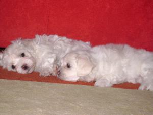 vand bichon maltese toy