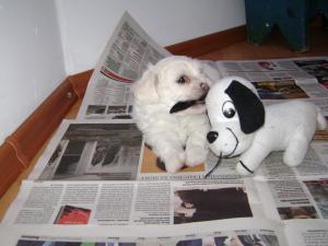 vand bichon maltese toy