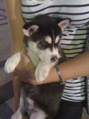 catelusa husky  150 euro