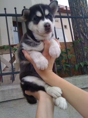 catelusa husky  150 euro