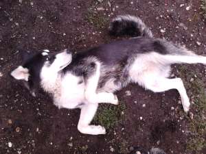 donez femela husky