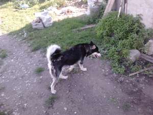 donez femela husky