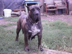 vand puiuti dogo canario cu pedigree