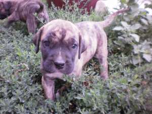 vand puiuti dogo canario cu pedigree