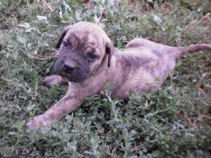 vand puiuti dogo canario cu pedigree