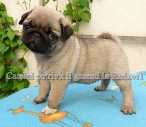 Vanzare Mops