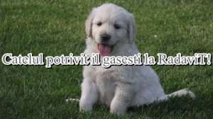Vanzare Golden Retriever