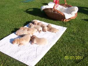 vand puiuiti labrador