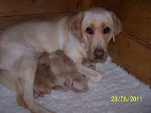 vand puiuiti labrador