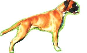 Boxer de calitate de la Shick-Box Kennel (Debrecen/Ungaria) !