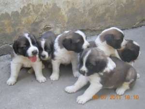 Vand Saint Bernard