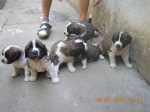 Vand Saint Bernard