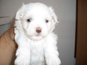 bichon maltez