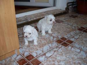 bichon maltez