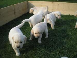 VAND PUI GOLDEN