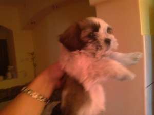 vand pui shih tzu