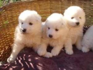 Catei Samoyede de vanzare