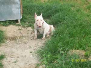 Vand Femela Bull Terrier !