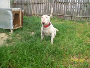 Vand Femela Bull Terrier !