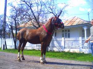 armasar frumos