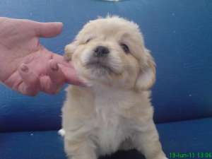 Vand pui bichon havanese