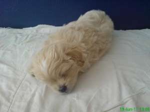 Vand pui bichon havanese