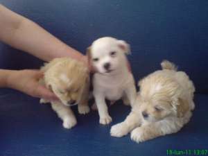Vand pui bichon havanese
