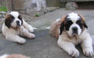 Vand pui saint bernard!