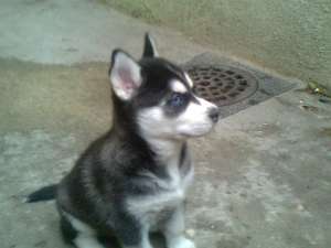 catei husky 135-145 euro