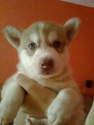 catei husky 135-145 euro