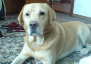 Caut Labrador femela pentru Monta
