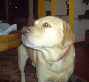 Caut Labrador femela pentru Monta