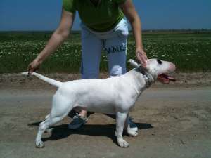 imperechiez mascul bull terrier