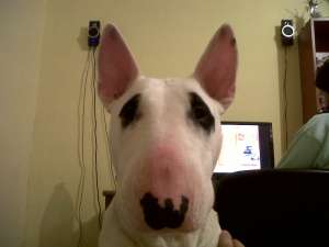 imperechiez mascul bull terrier