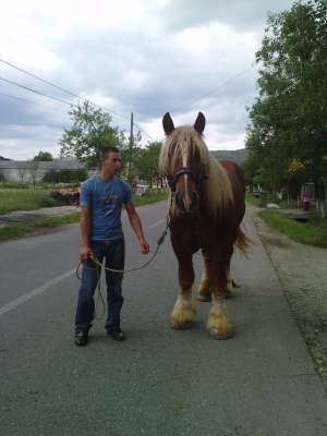 vand armasar greu belgian de 3 ani, cu pedigre! peste 1000 KG!!!!!!!!