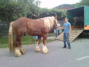 vand armasar greu belgian de 3 ani, cu pedigre! peste 1000 KG!!!!!!!!