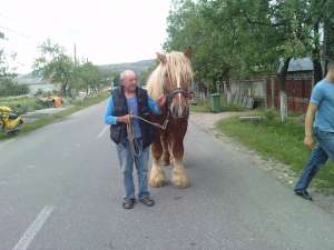 vand armasar greu belgian de 3 ani, cu pedigre! peste 1000 KG!!!!!!!!
