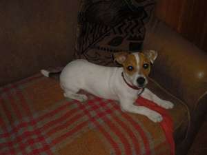 vand catel din rasa Jack Russell Terrier