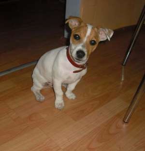 vand catel din rasa Jack Russell Terrier