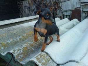 vand pinscher pitic