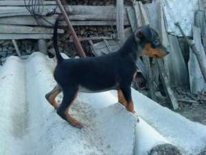vand pinscher pitic