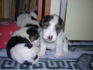 VAND FOX TERRIER