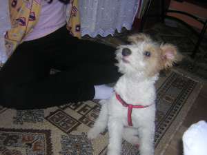 VAND FOX TERRIER