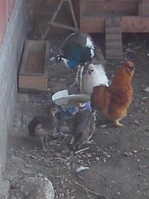 vand gaini,     pauni si porumbei