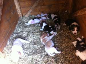 Vand catei Beagle!!