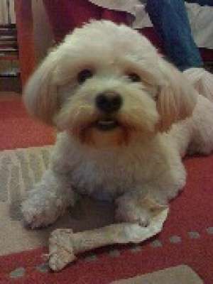 Pierdut Bichon alb