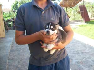husky siberian
