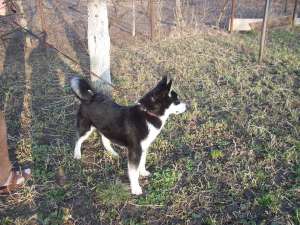 husky siberian