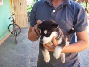 husky siberian